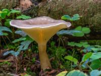 Kegelförmiger heller Pilz mit Vertiefung im Hut im Gegenlicht